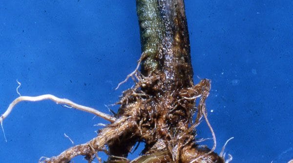 Фузариозная корневая гниль на стебле томата