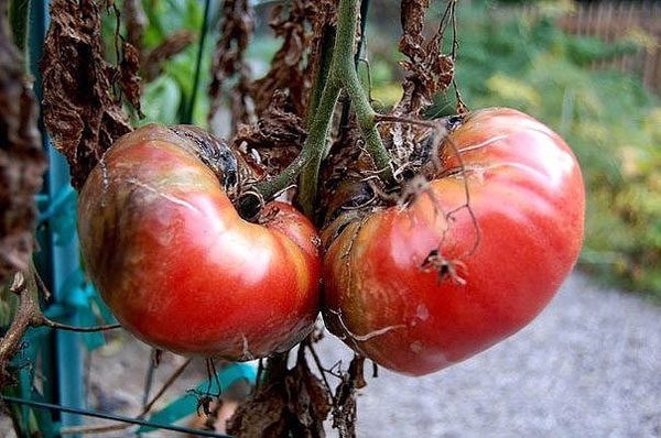 Фитофтороз на томатах