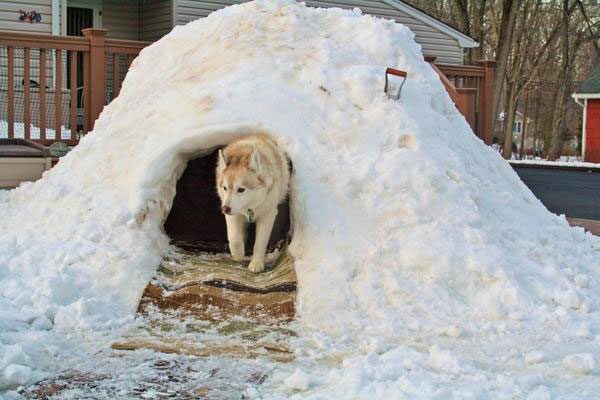 Собачья будка под снегом