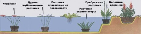 схема высадки водных растений