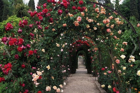 розы на арке