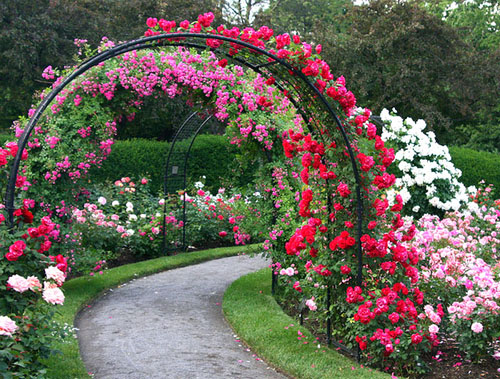Оформление арки розами