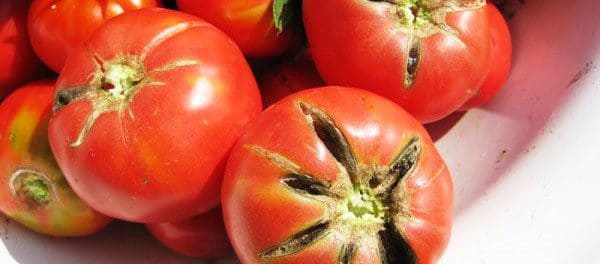 Потрескавшиеся томаты