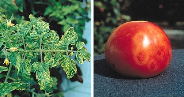 Заболевание томатов