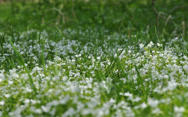 Белые цветы на газоне